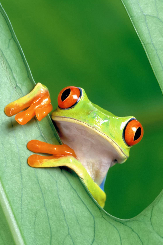 Green Frog iPhone Wallpaper HD