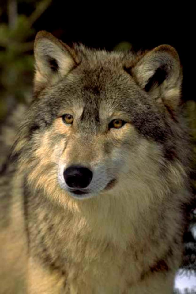 Wolf iPhone Wallpaper HD