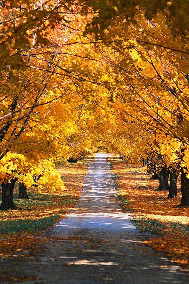 Autumn iPhone Wallpaper HD